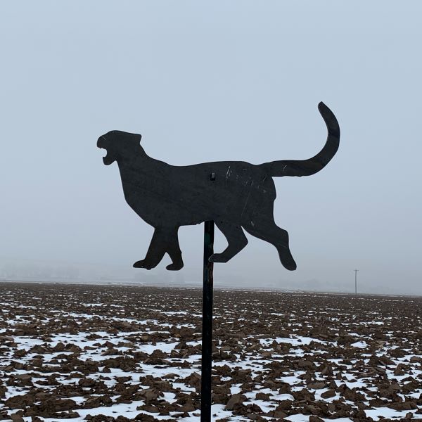 Cougar