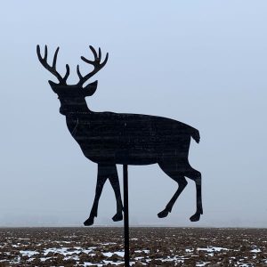 Whitetail deer