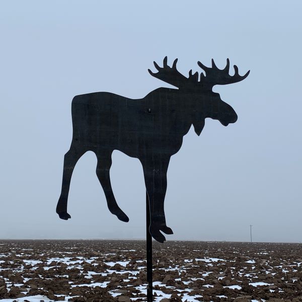 Moose